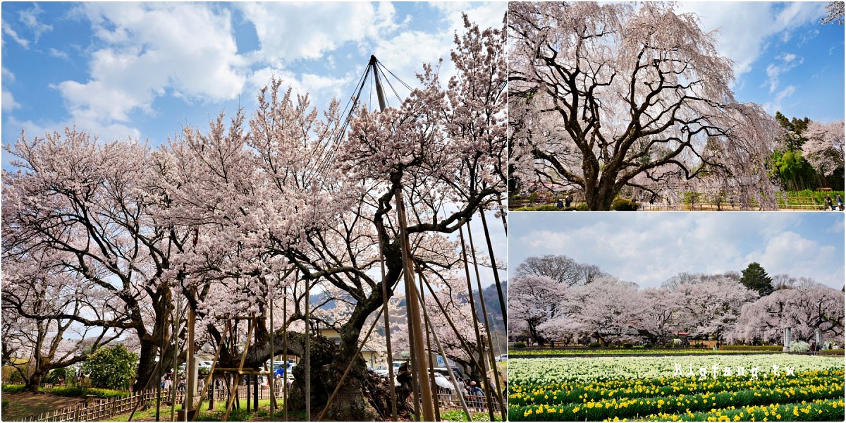 山梨縣 實相寺 山高神代櫻