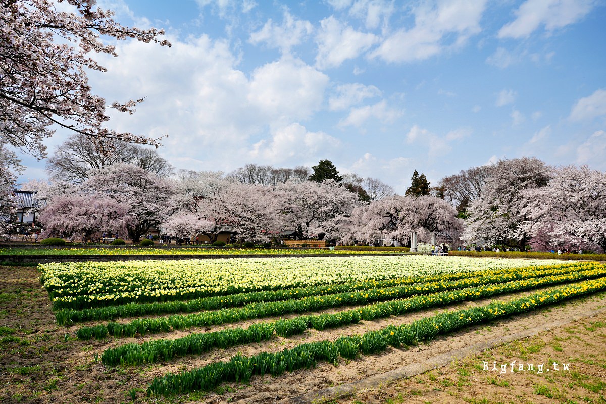 山梨縣 實相寺 山高神代櫻