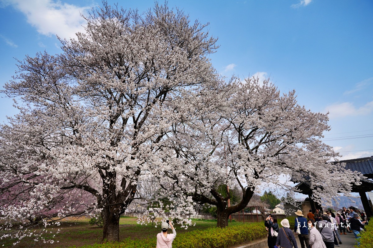 山梨縣 實相寺 山高神代櫻