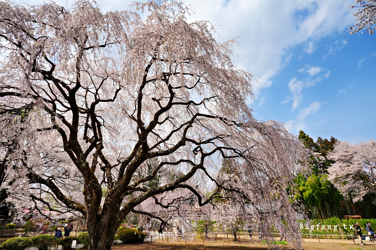 山梨縣 實相寺 山高神代櫻