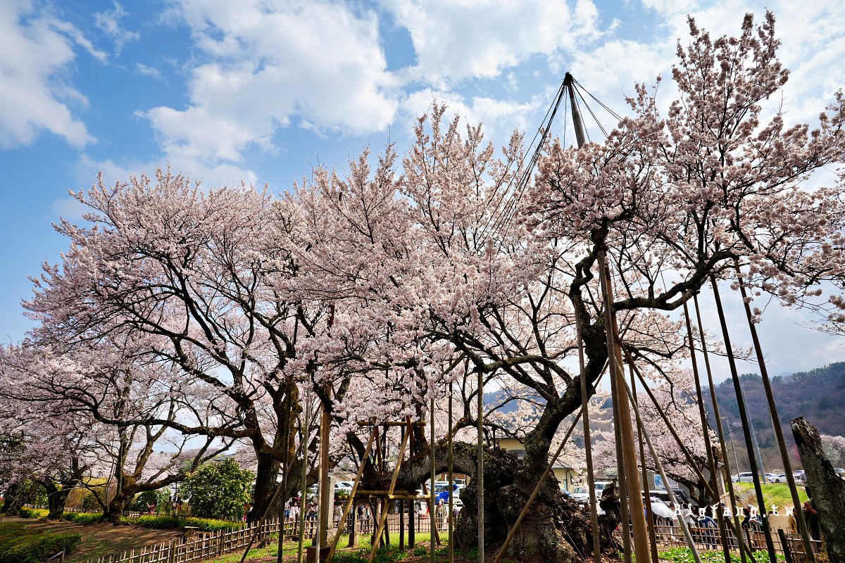 山梨縣 實相寺 山高神代櫻