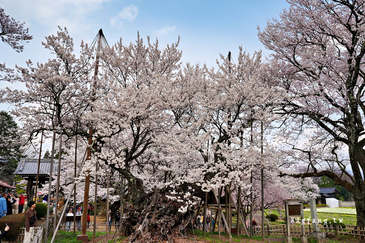 山梨縣 實相寺 山高神代櫻
