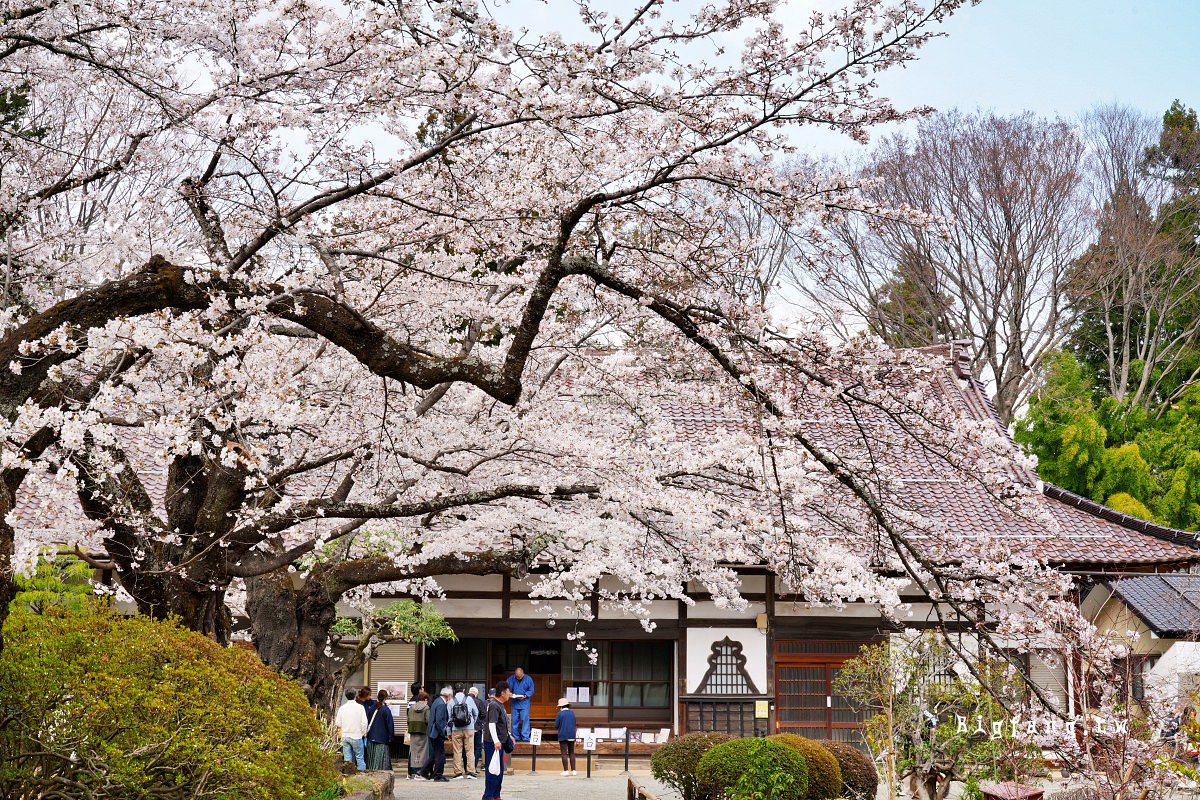 山梨縣 實相寺 山高神代櫻