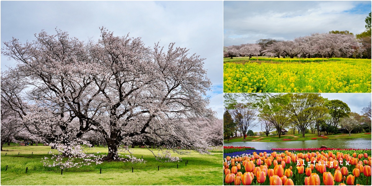 東京都立川市 國營昭和紀念公園 櫻花