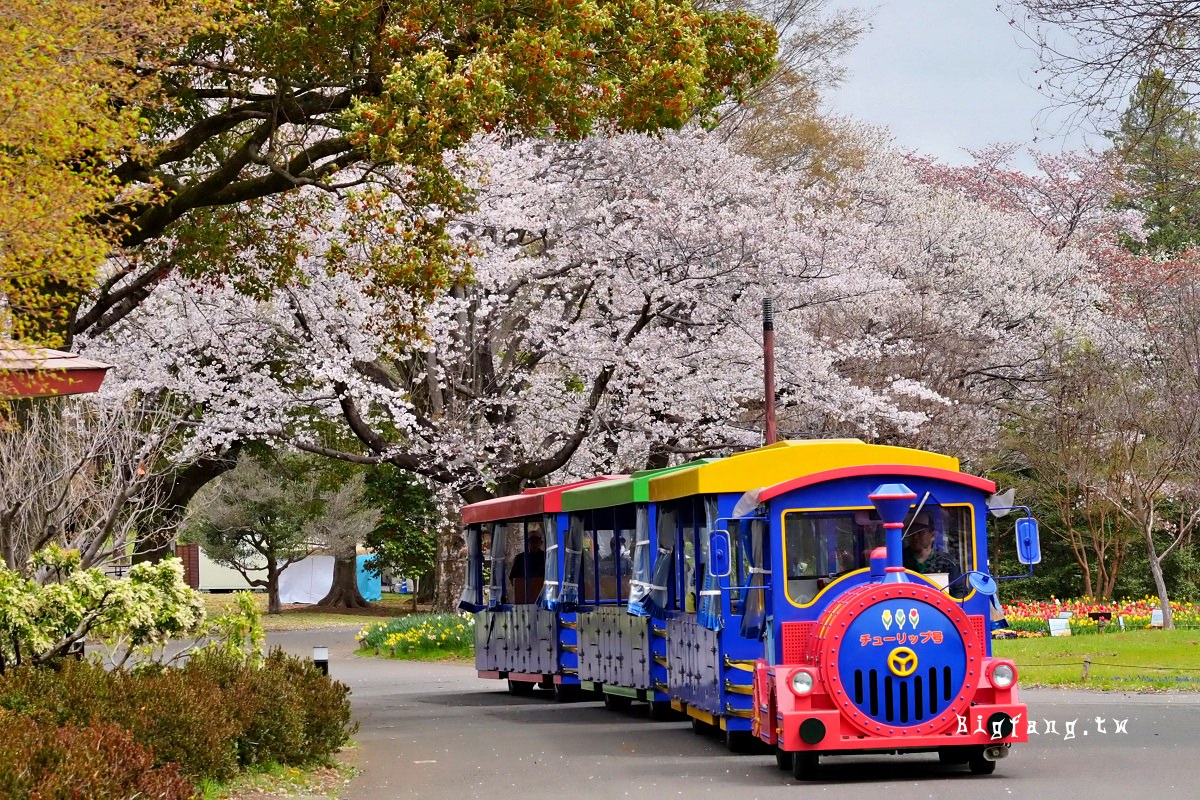 東京都立川市 國營昭和紀念公園 櫻花