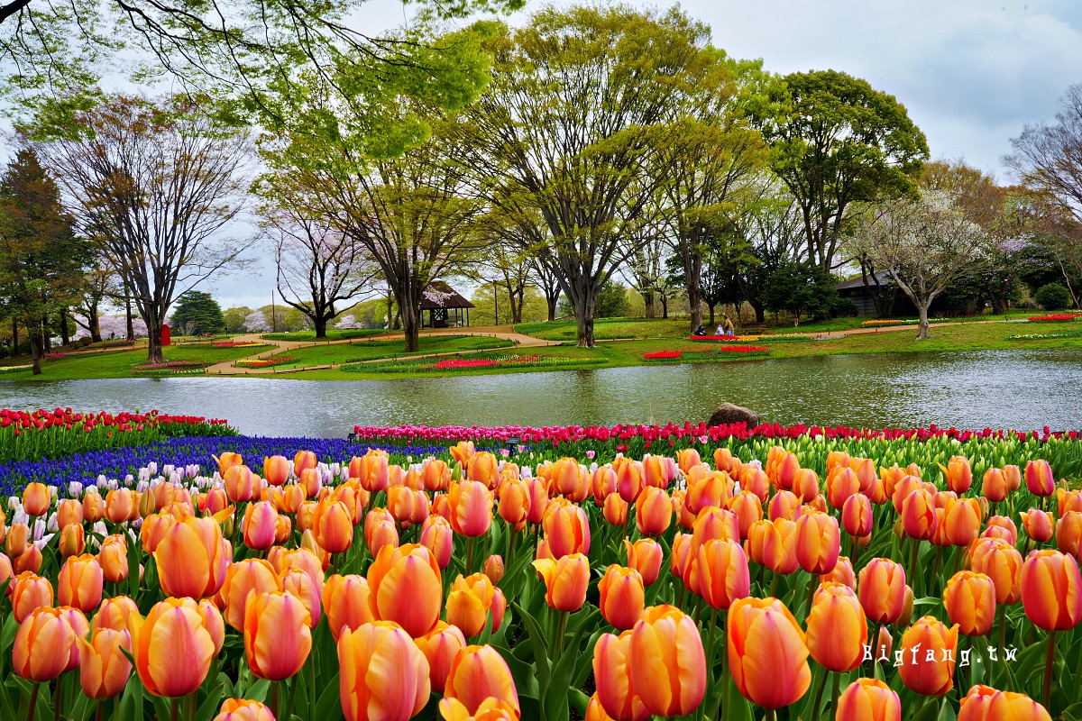 東京都立川市 國營昭和紀念公園 櫻花