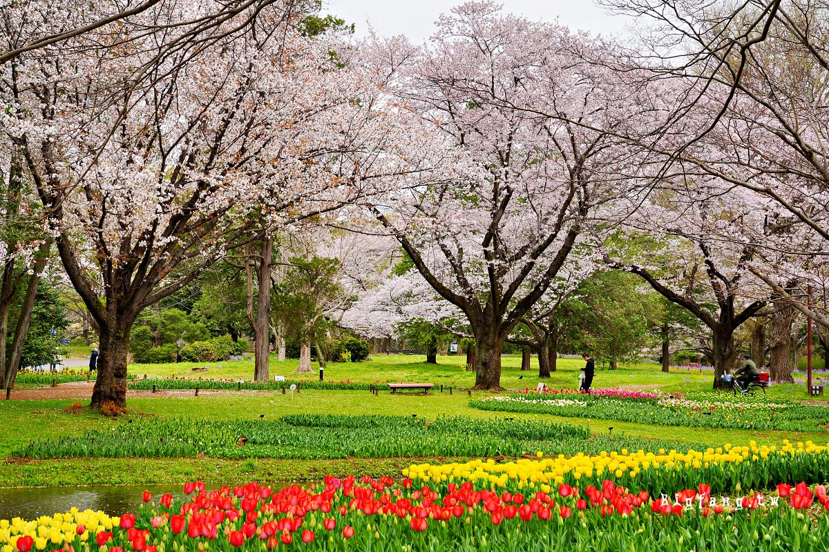 東京都立川市 國營昭和紀念公園 櫻花