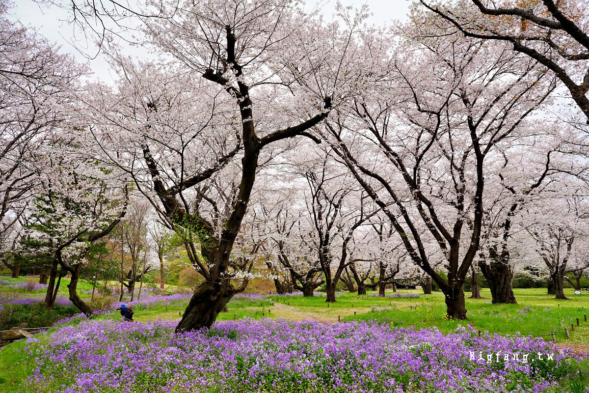 東京都立川市 國營昭和紀念公園 櫻花
