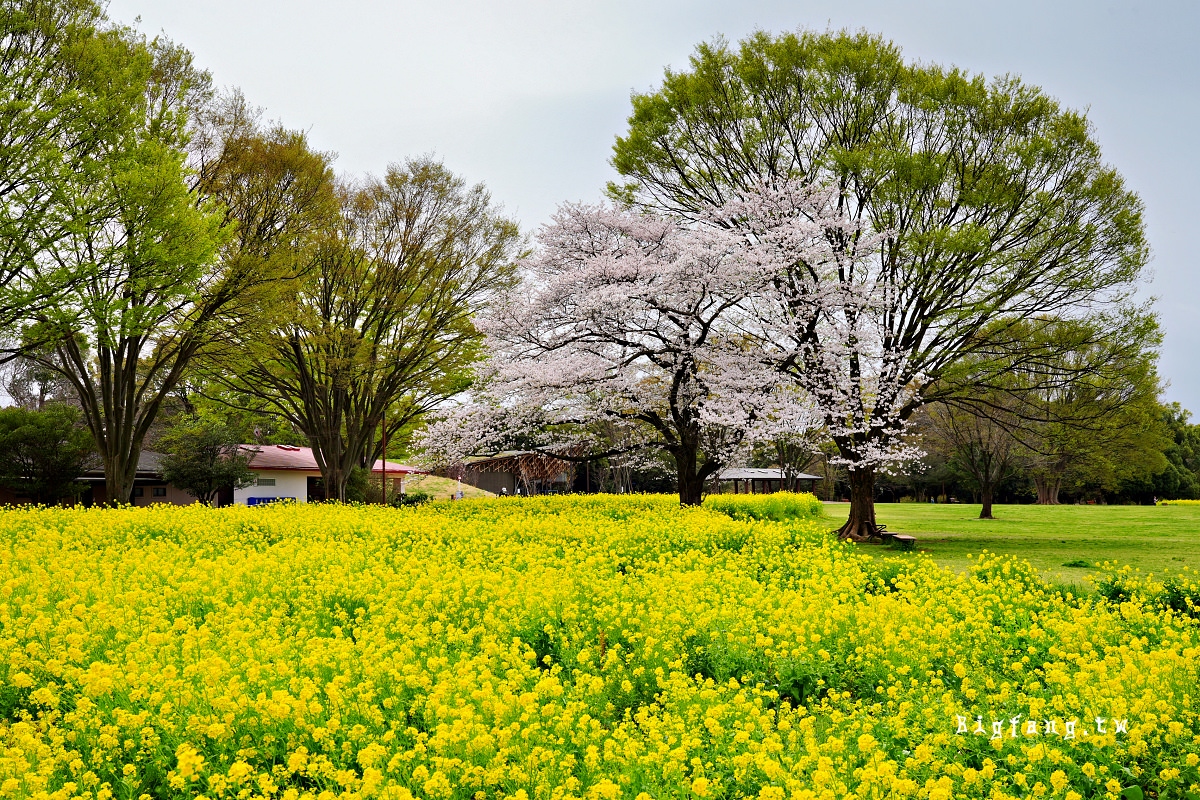 東京都立川市 國營昭和紀念公園 櫻花