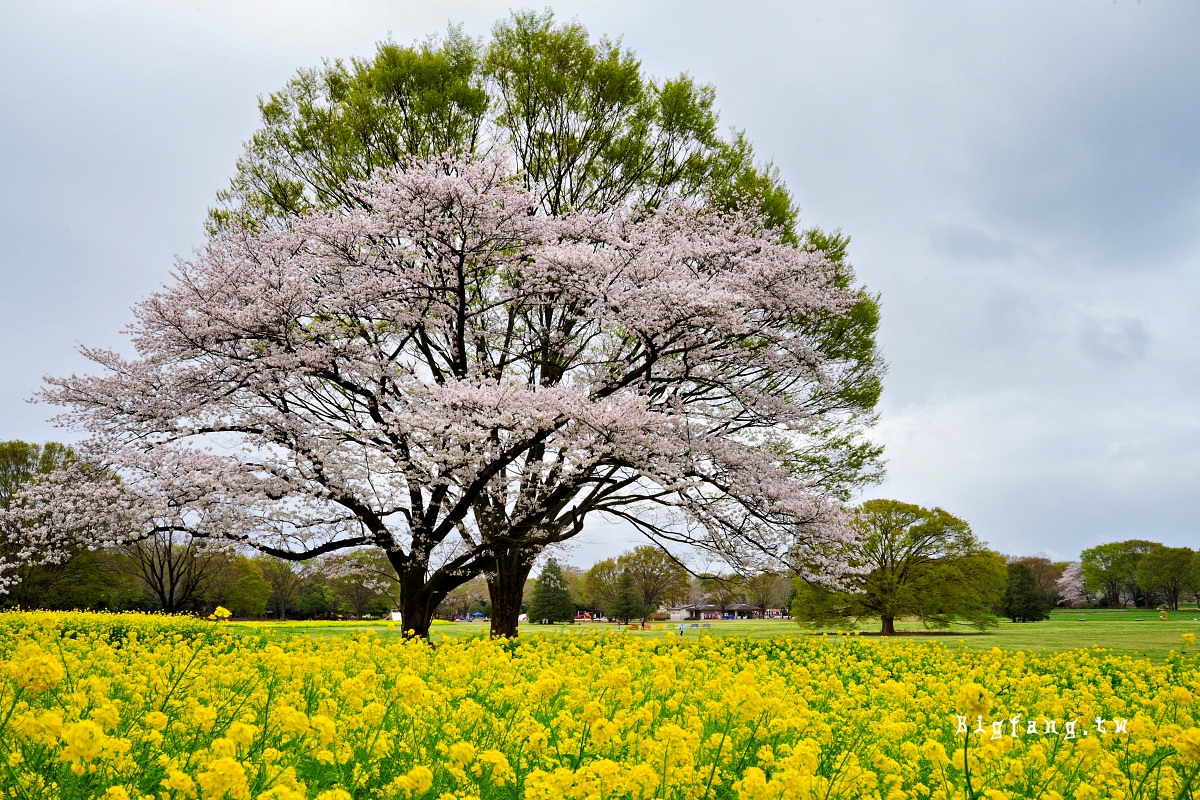 東京都立川市 國營昭和紀念公園 櫻花