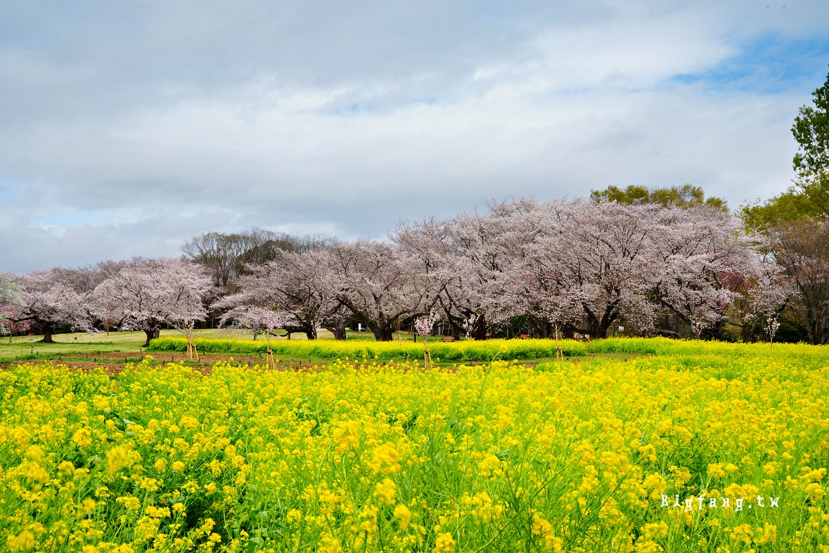 東京都立川市 國營昭和紀念公園 櫻花
