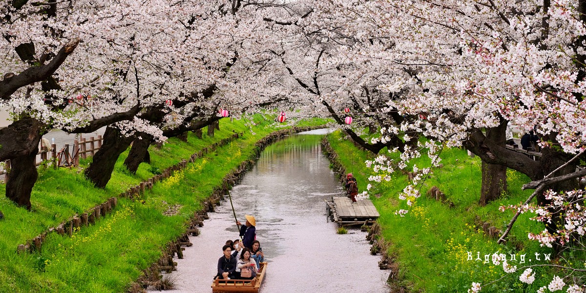 埼玉 川越冰川神社 新河岸川之櫻 櫻花花筏