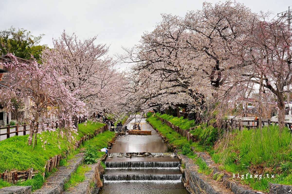 埼玉 川越冰川神社 新河岸川之櫻 櫻花花筏