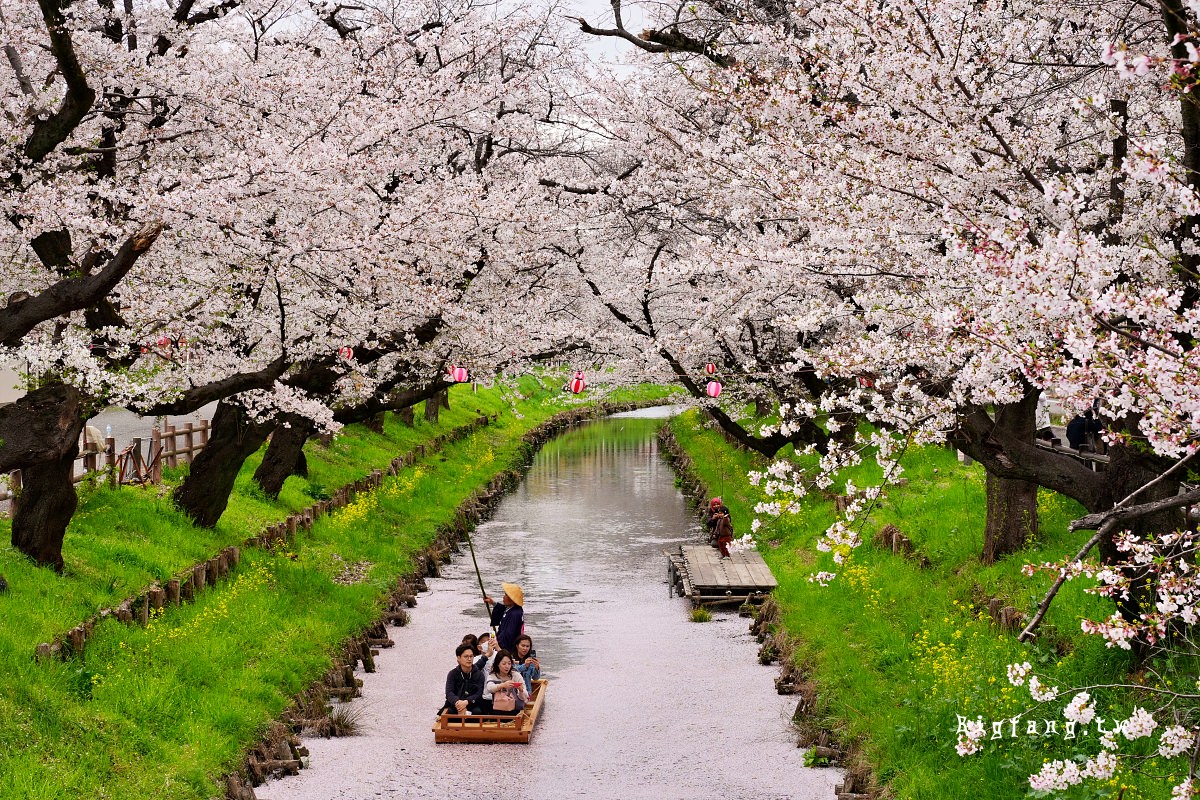 埼玉 川越冰川神社 新河岸川之櫻 櫻花花筏