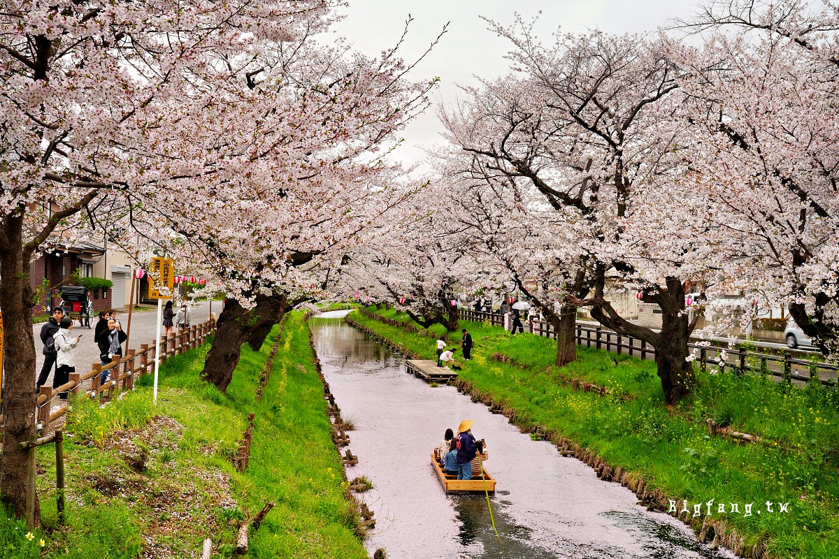 埼玉 川越冰川神社 新河岸川之櫻 櫻花花筏