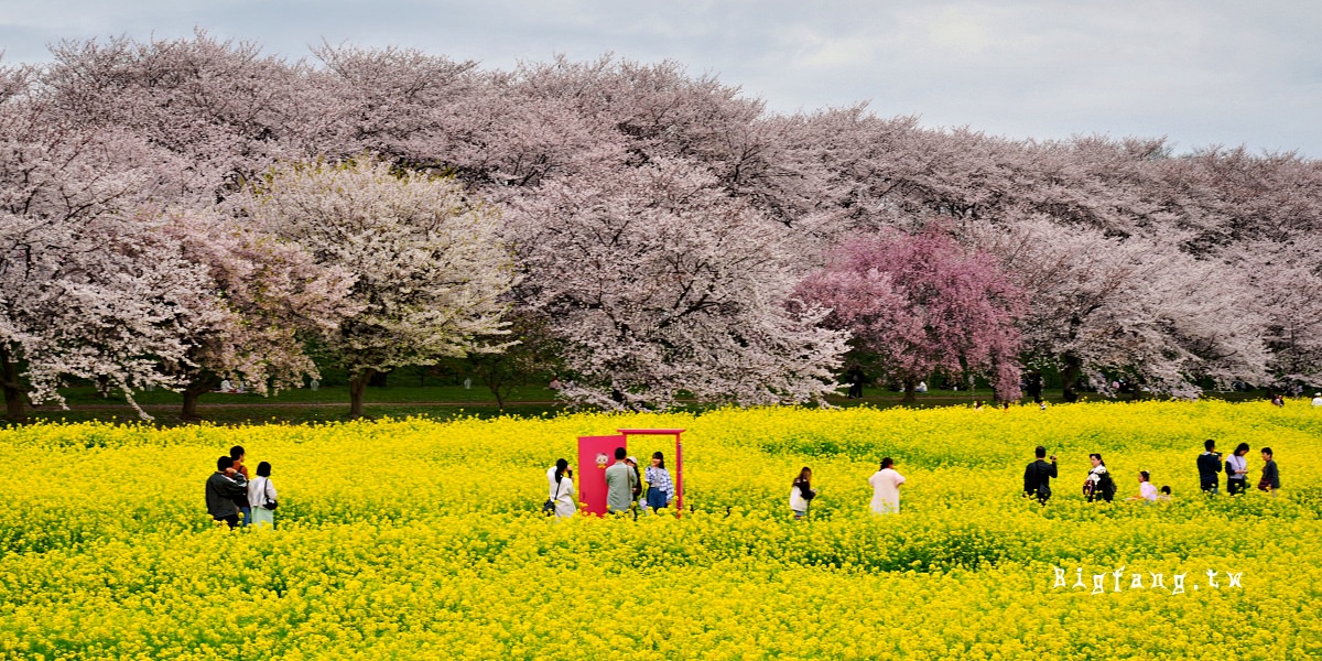 埼玉縣幸手市 權現堂堤櫻