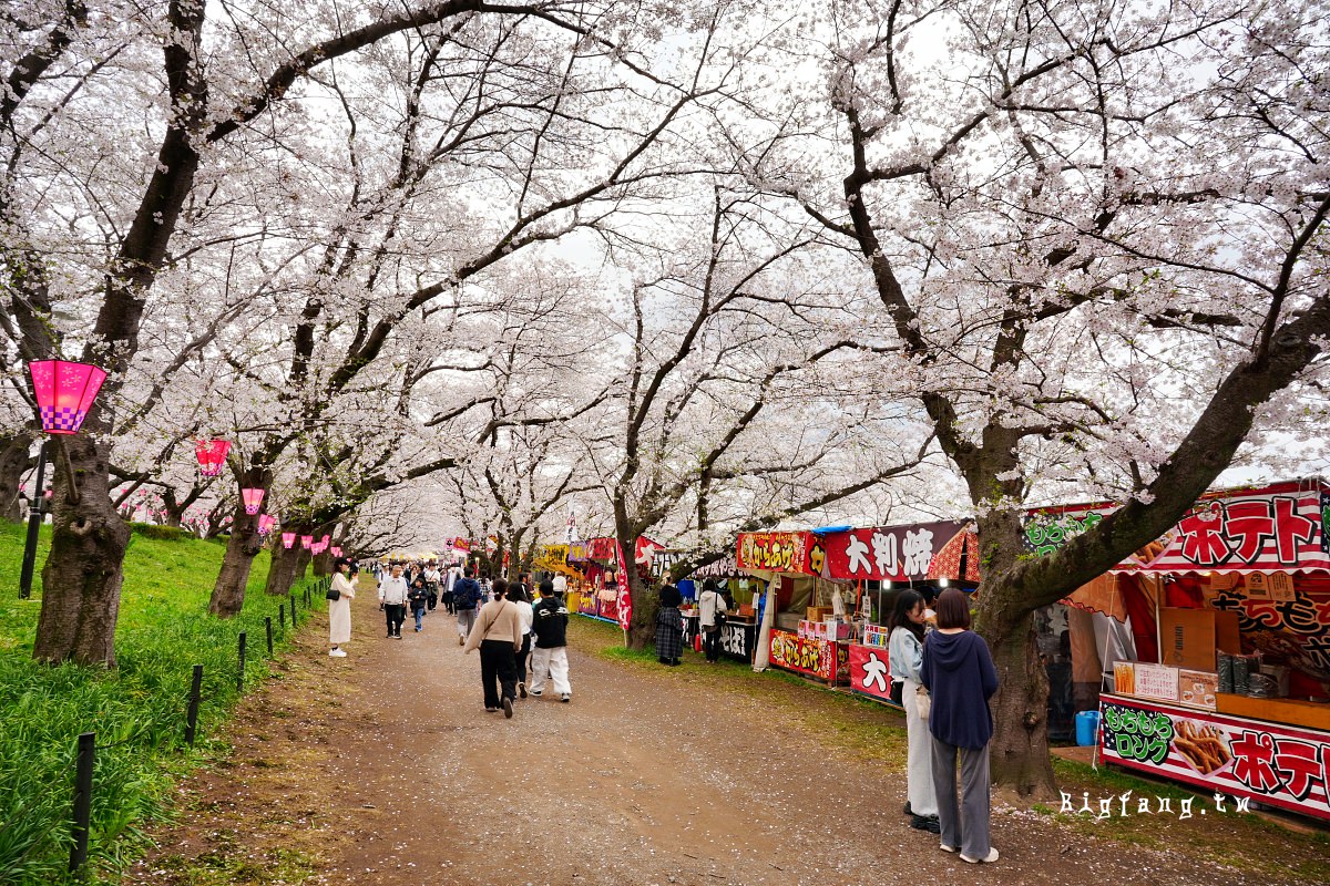 埼玉縣幸手市 權現堂堤櫻