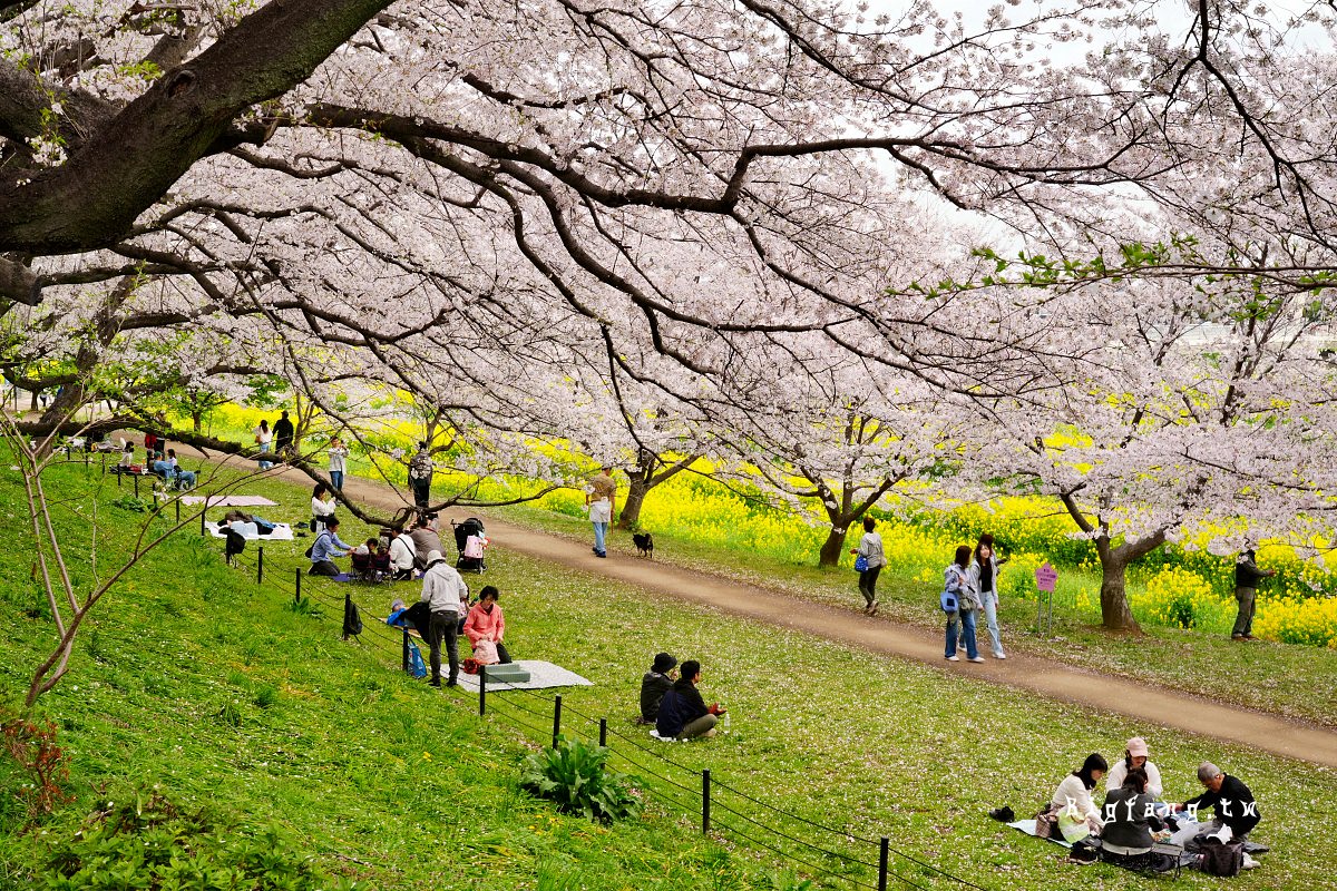 埼玉縣幸手市 權現堂堤櫻