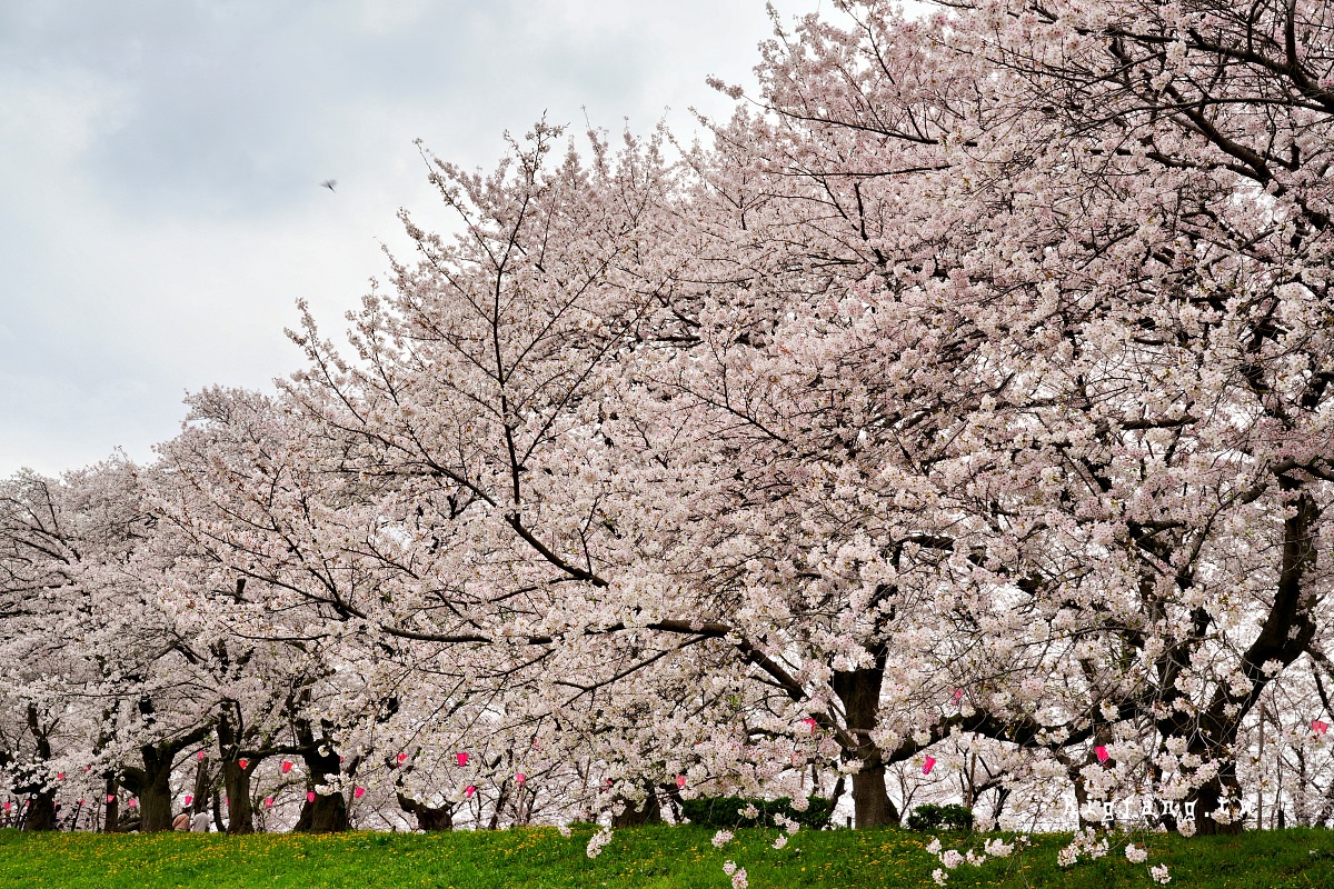埼玉縣幸手市 權現堂堤櫻