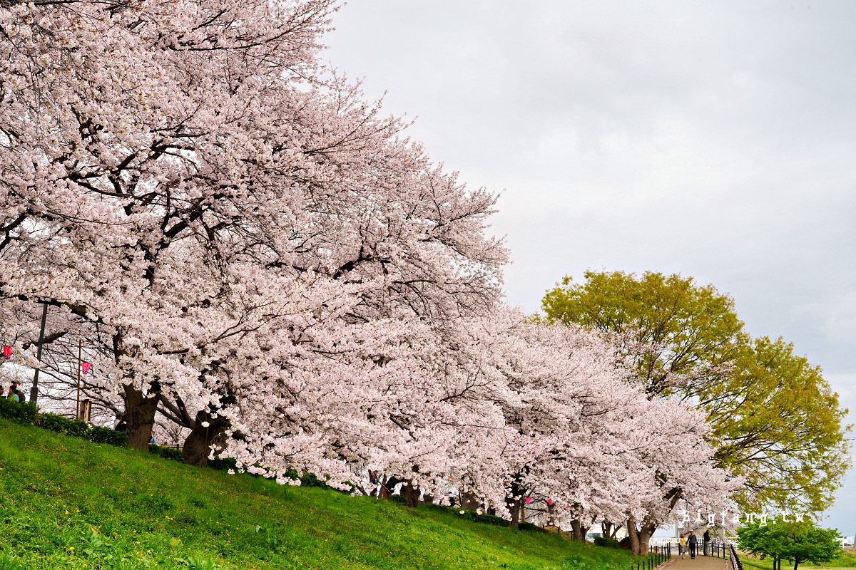 埼玉縣幸手市 權現堂堤櫻