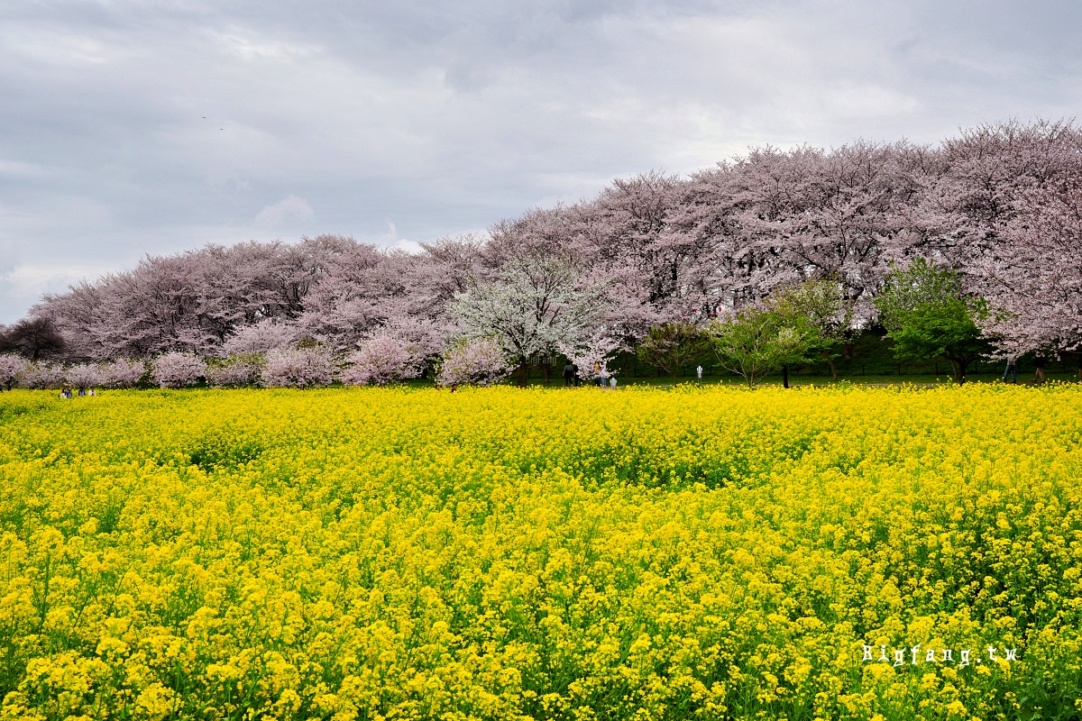 埼玉縣幸手市 權現堂堤櫻