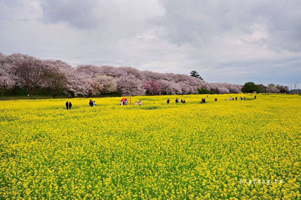 埼玉縣幸手市 權現堂堤櫻