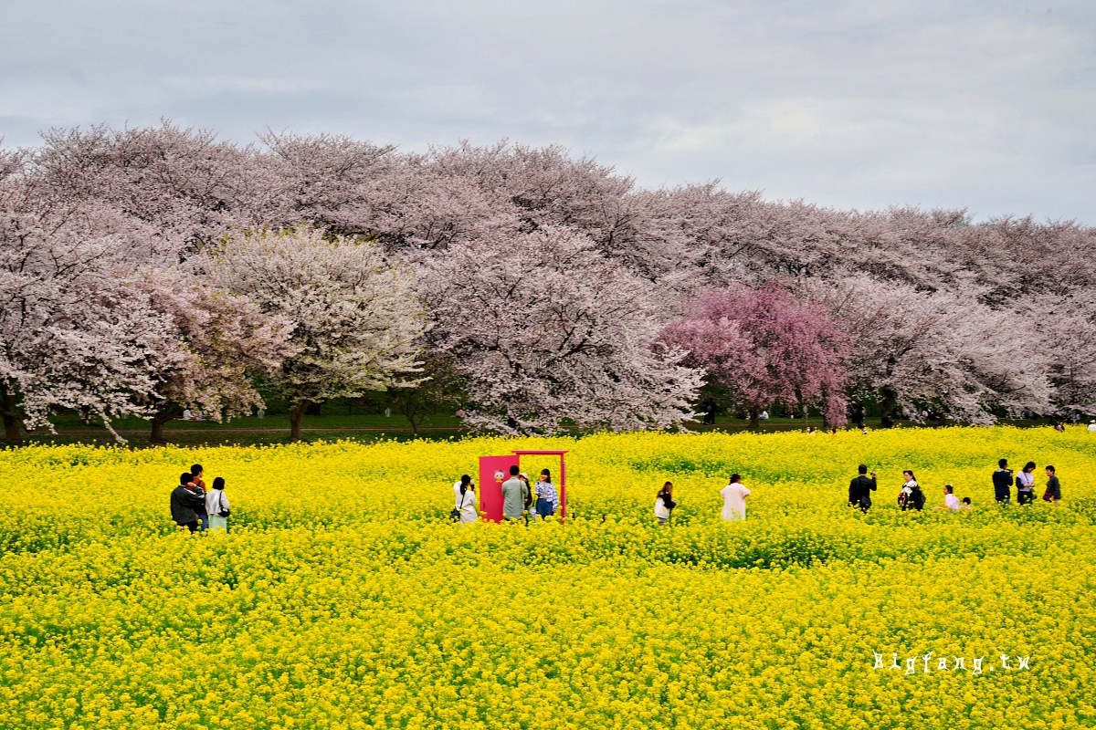 埼玉縣幸手市 權現堂堤櫻