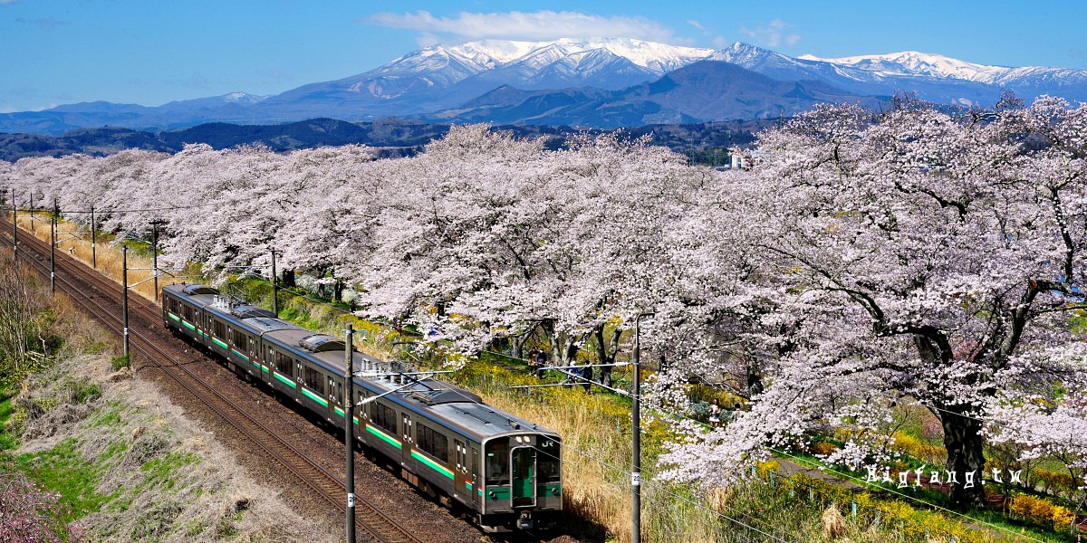 宮城縣 白石川堤 一目千本樱