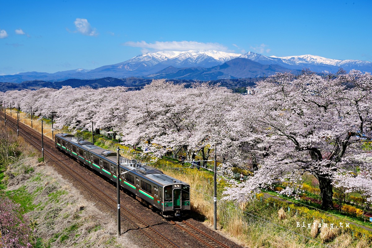 宮城縣 白石川堤 一目千本樱
