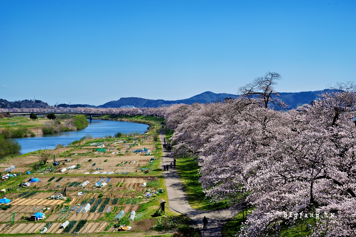 宮城縣 白石川堤 一目千本樱