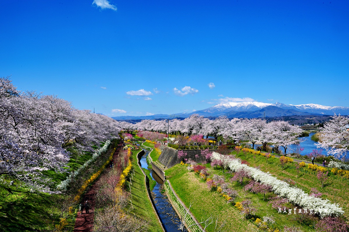 宮城縣 白石川堤 一目千本樱