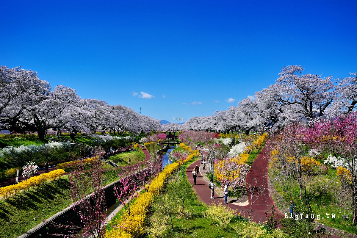 宮城縣 白石川堤 一目千本樱