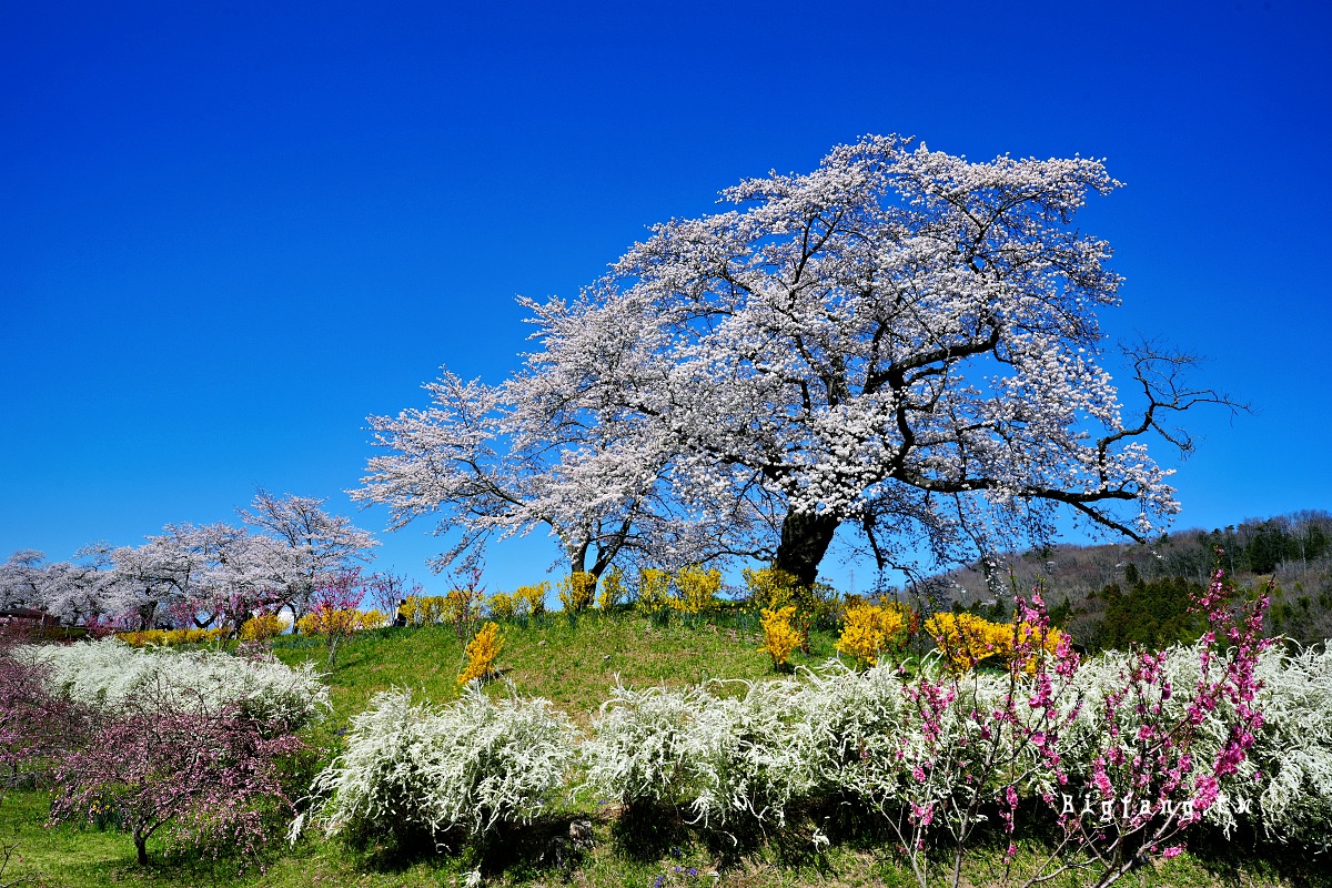宮城縣 白石川堤 一目千本樱