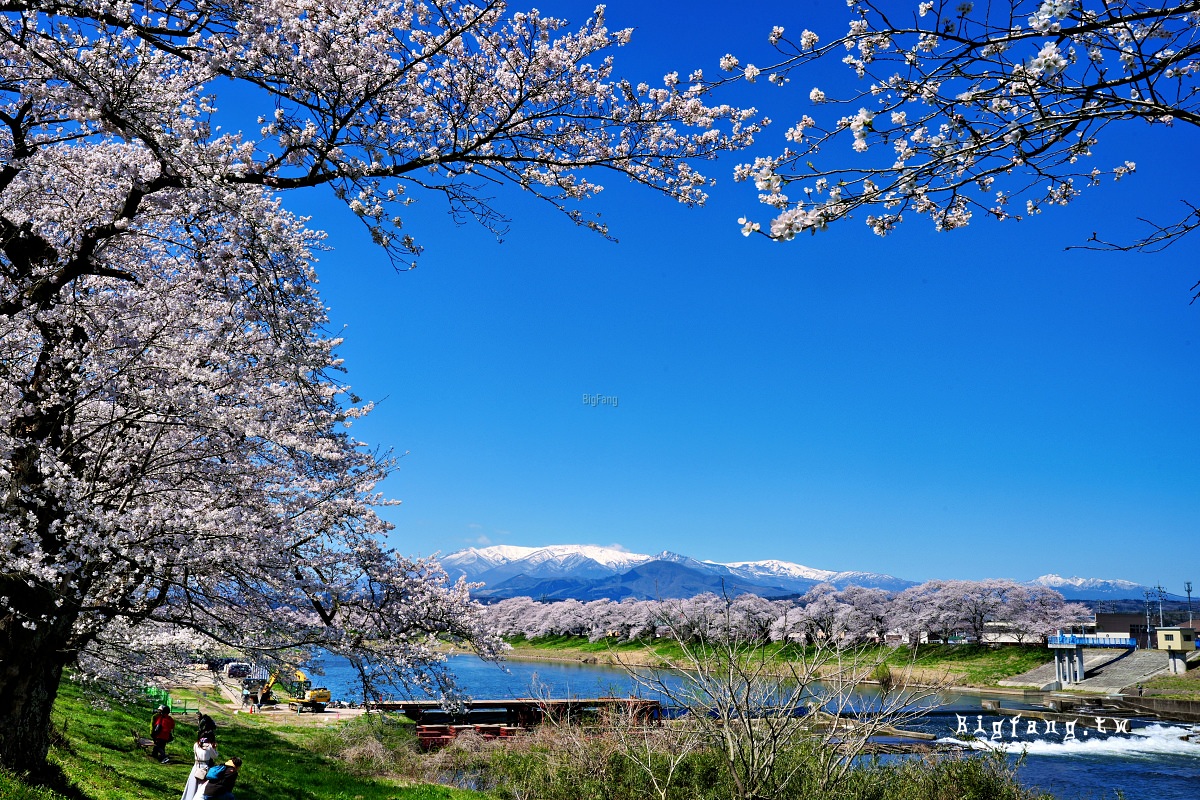 宮城縣 白石川堤 一目千本樱