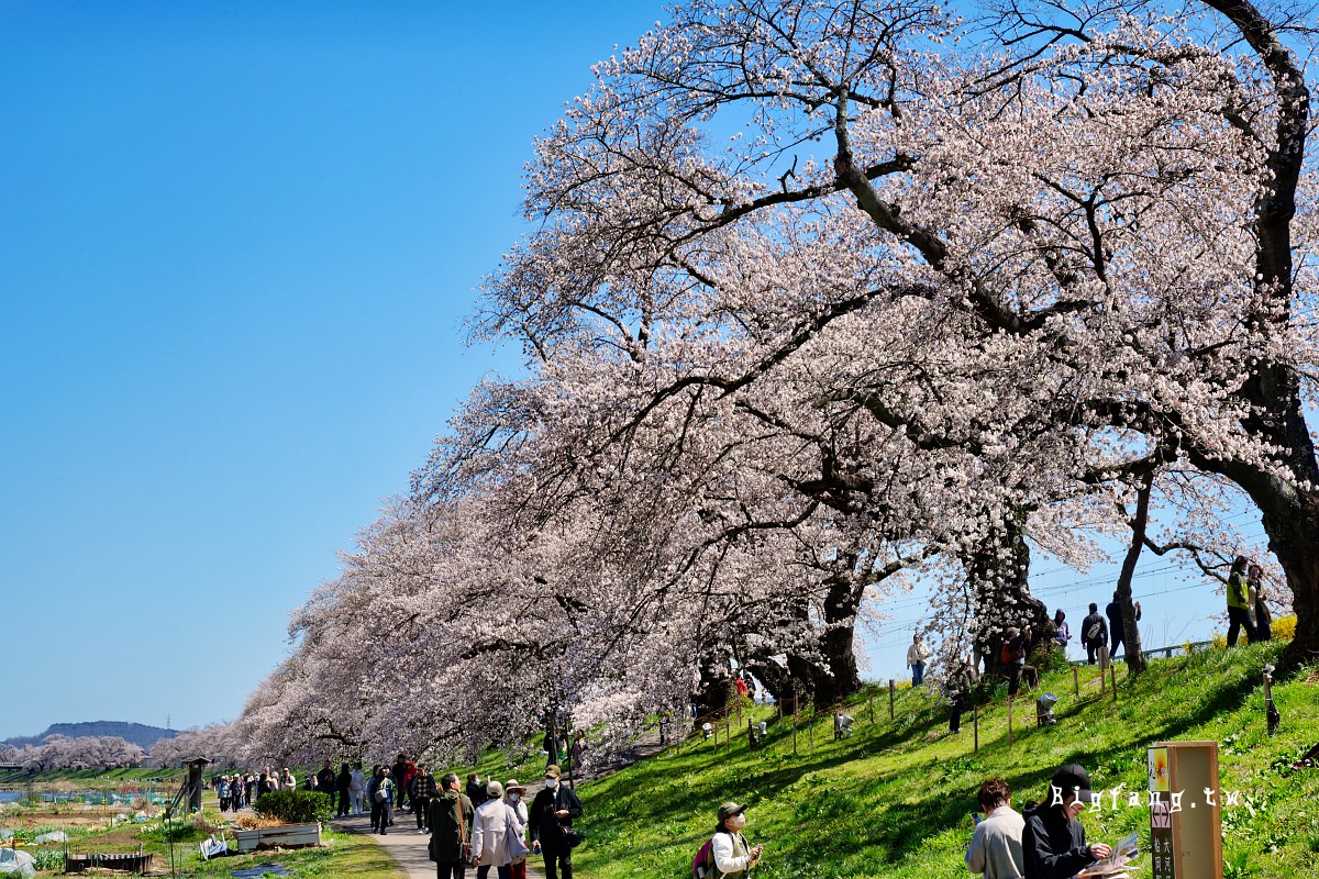 宮城縣 白石川堤 一目千本樱