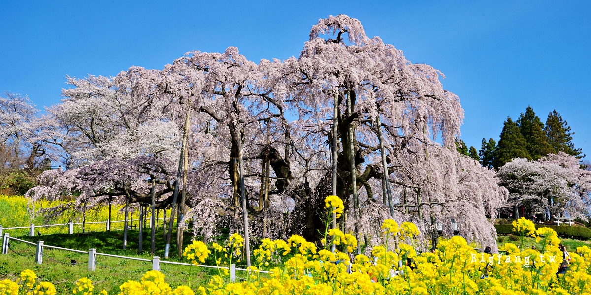 福島縣 三春瀧櫻