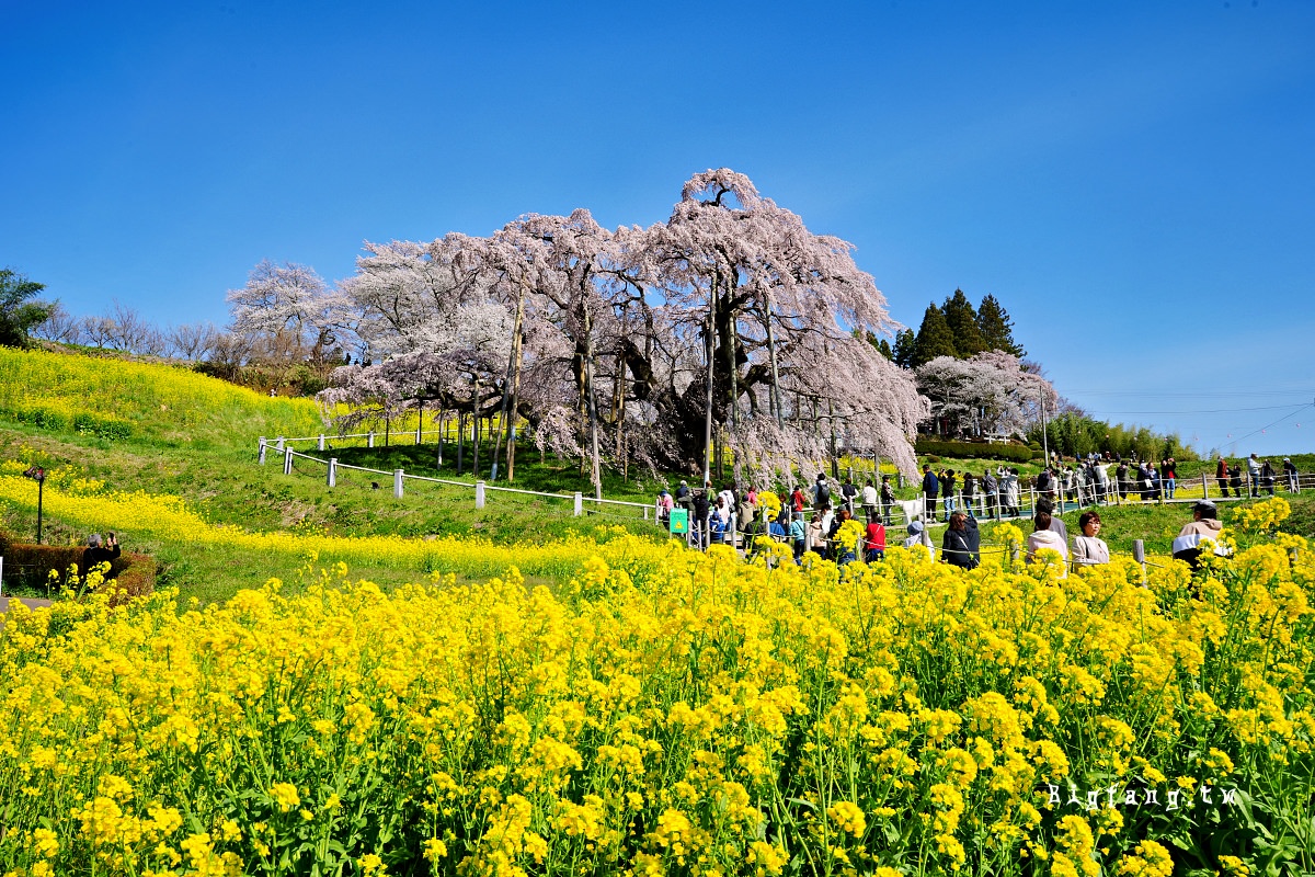 福島縣 三春瀧櫻