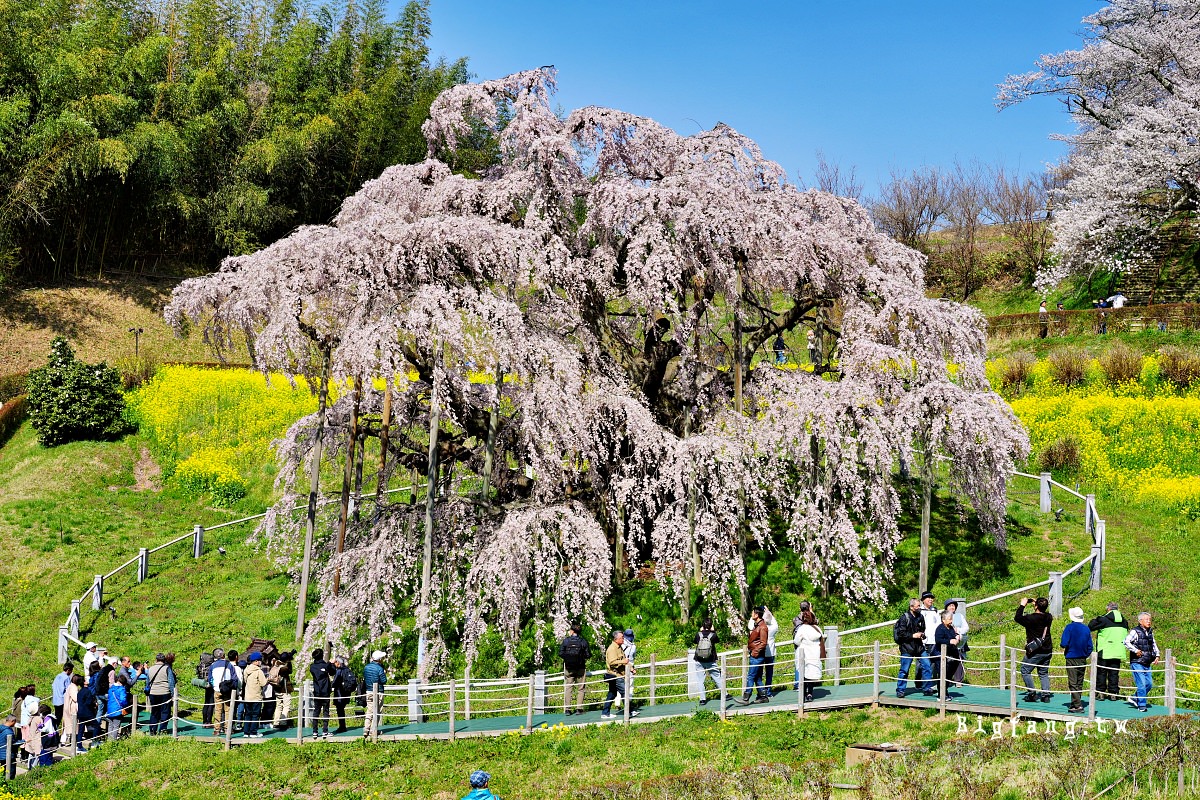 福島縣 三春瀧櫻