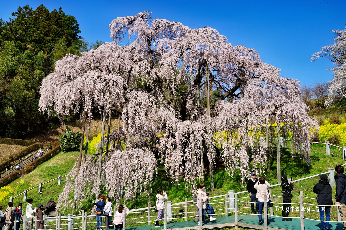福島縣 三春瀧櫻