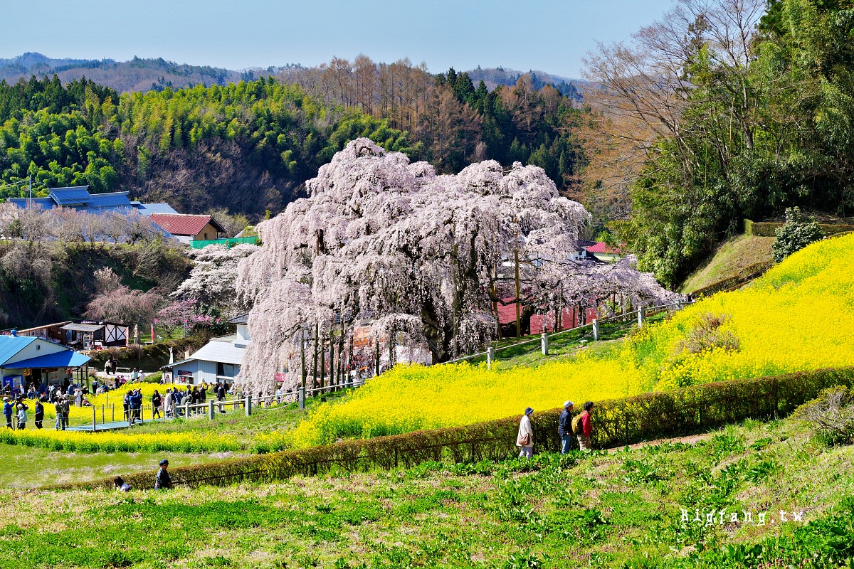 福島縣 三春瀧櫻